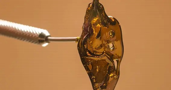 Process Of Making Shatter Using Butane Solvent