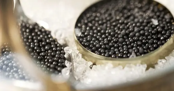 Sourcing and Delivering Authentic Caviar