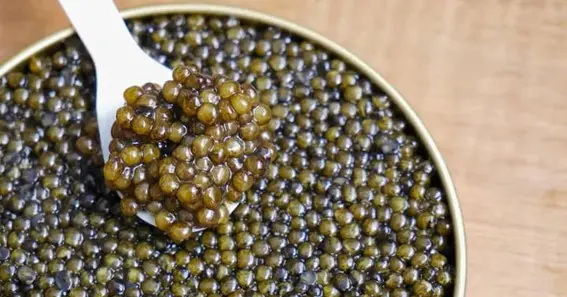 What is caviar made of