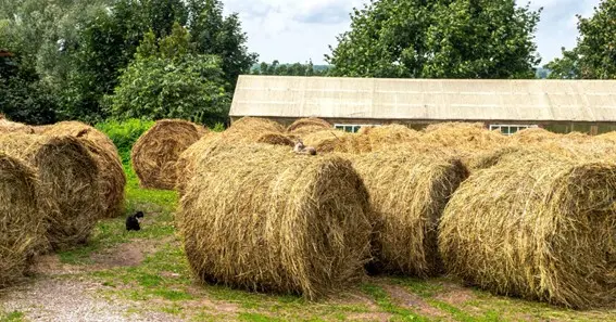 Storing hay