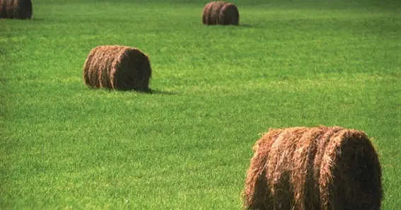 Things You Ought to Understand About Hay