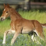 What is a baby horse called