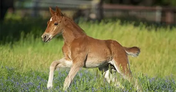 What is a baby horse called