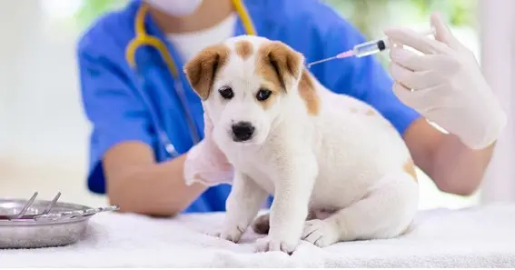 what is DHPP vaccine for dogs