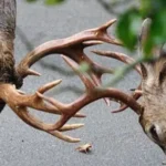 why black laces laced through a buck's antlers whatcom county