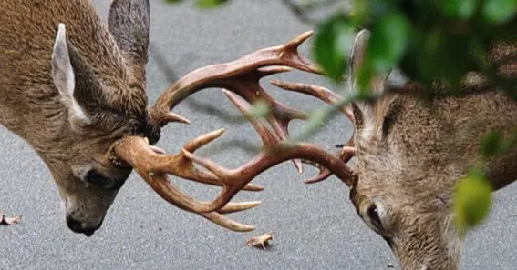 why black laces laced through a buck's antlers whatcom county